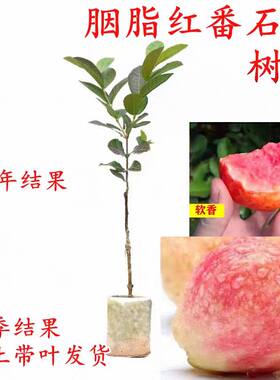 胭脂红番石榴树苗四季结果带土果