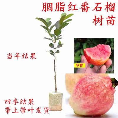 胭脂红番石榴树苗四季结果带土果