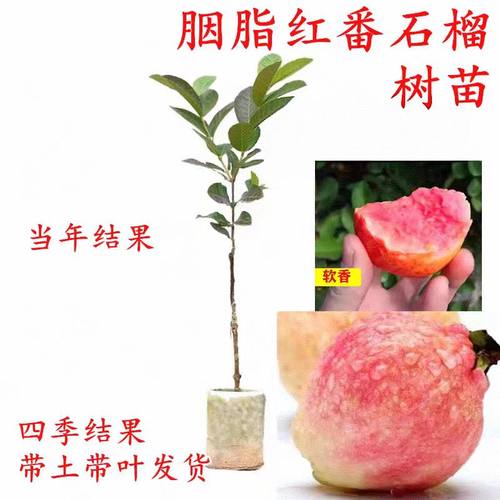 胭脂红番石榴树苗四季结果带土果