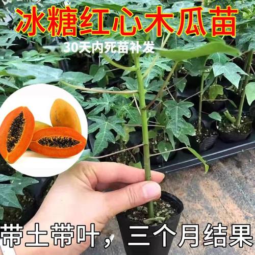 木瓜苗四季纯甜果苗盆栽