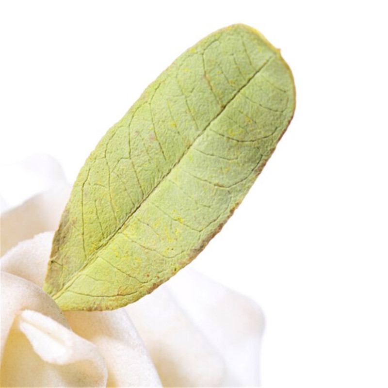 罗布麻叶 中药材 特级500g包邮新疆正品新货罗布麻 绛压