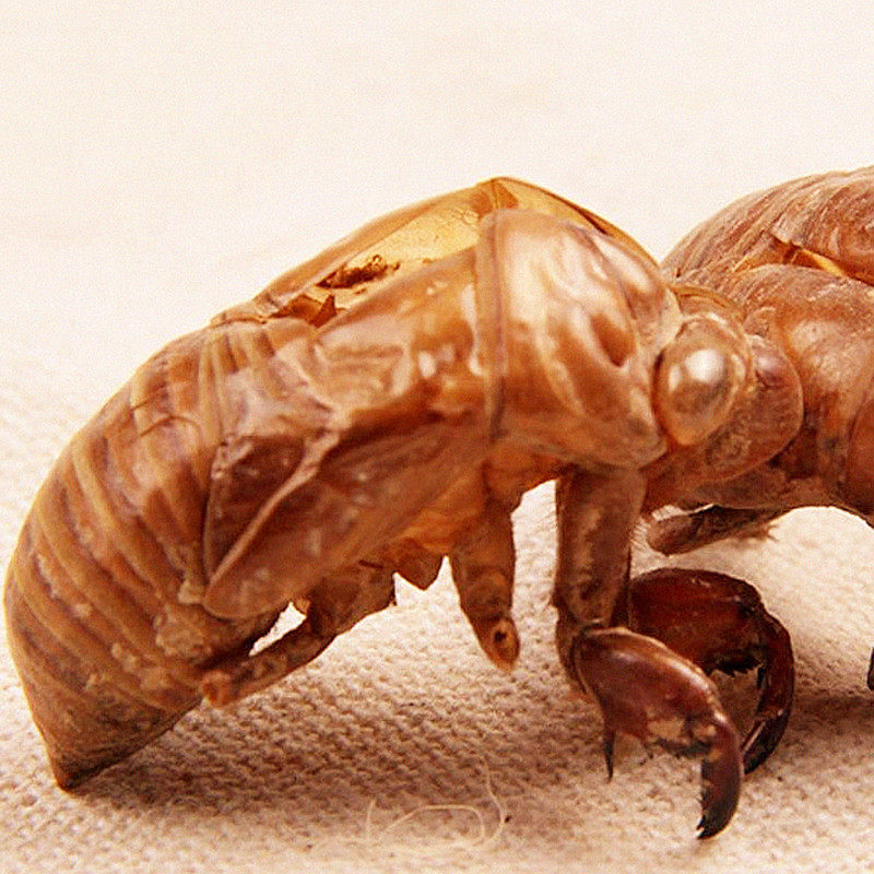 中药材 野大蝉蜕 蝉衣 蝉壳 蝉皮 虫退 爬了猴壳 100克促销包邮