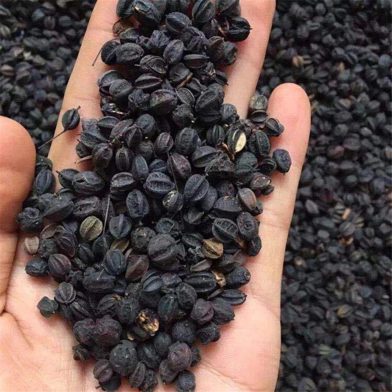 刺五加子籽 东北正品中药材500g包邮刺五加果 泡 水喝睡眠养生