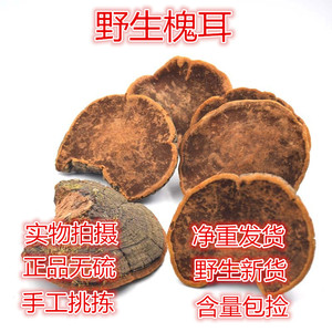 野生槐耳槐蛾槐菌槐蘑槐灵芝粉