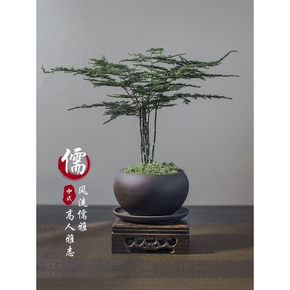 工厂 文竹盆栽植物室内客厅中式禅意盆景好养绿植办公室摆件高