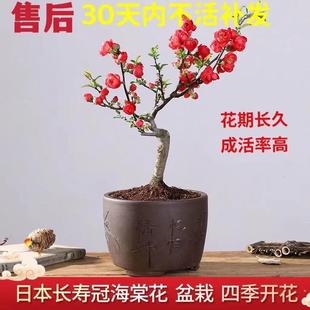 栽盆带花长苞适于庭319院客海厅阳台装 海棠花盆栽寿冠棠花四季 饰