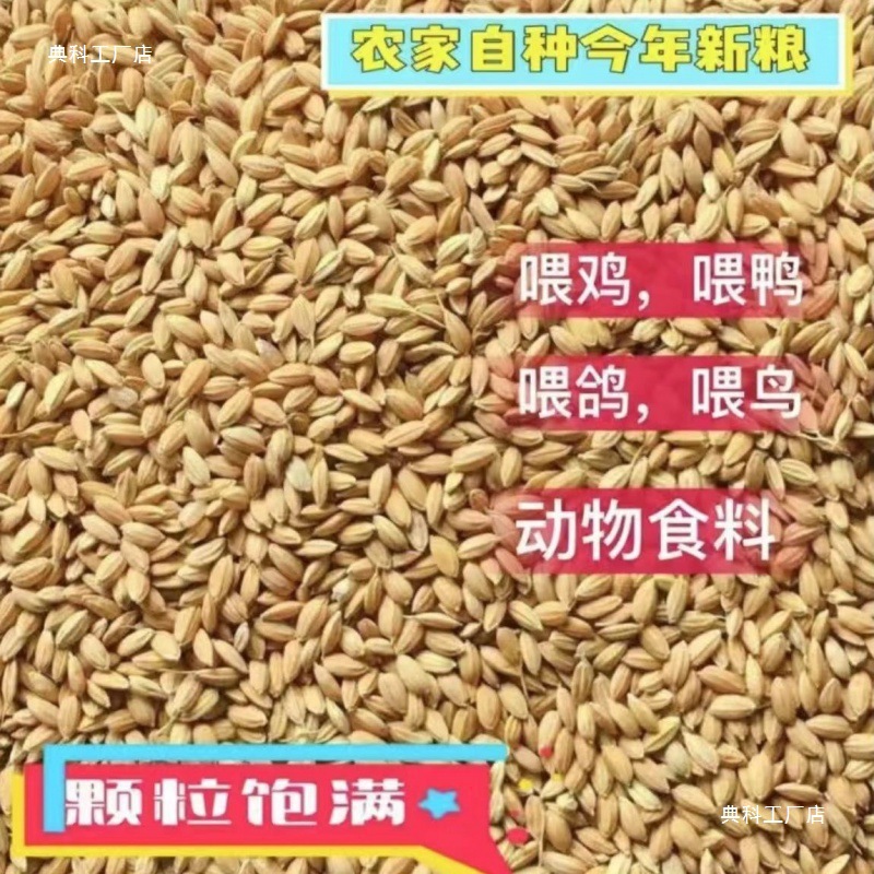 稻谷喂鸡斤饲料圆粒便宜水稻稻子带壳大米鸡饲料