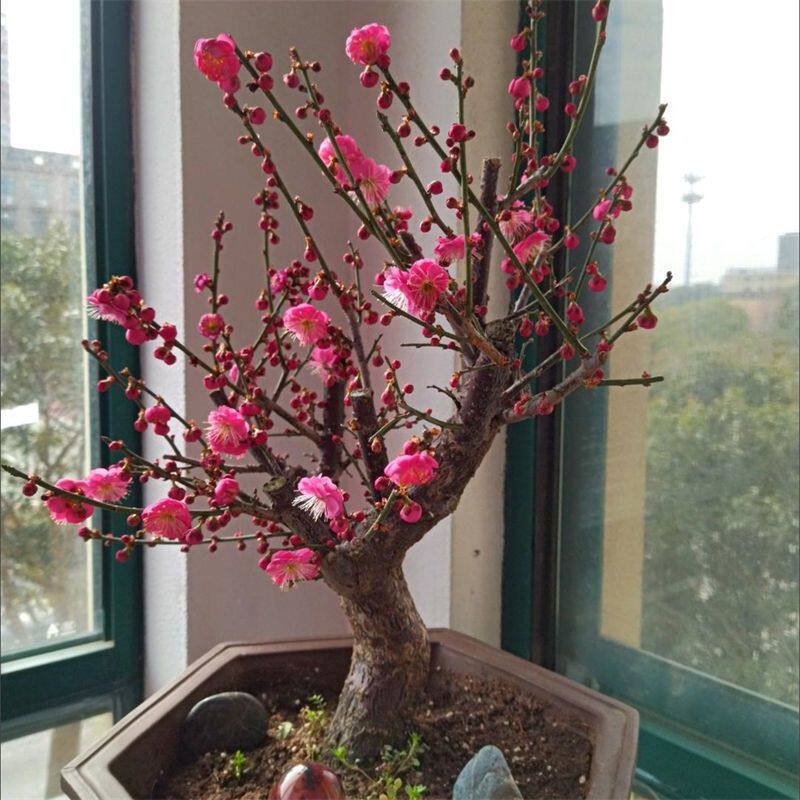 带叶芽梅花盆栽四季耐寒植物浓香腊梅室内阳台办公室年宵花卉
