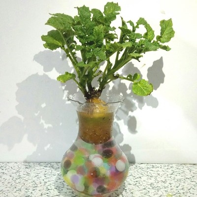 幼儿园植物 小盆h栽土豆苗盆栽带芽水培套装幼儿园儿童观赏日记蔬
