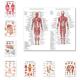 System Human Posters Cloth Muscular Chart Silk Anatomy Body
