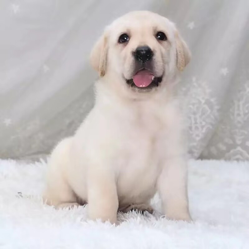 出售拉布拉多幼犬金毛纯种宠物狗活体奶白色神犬小七导盲犬宠物狗