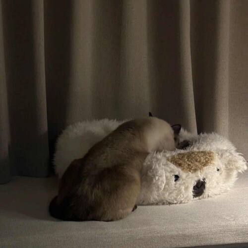 羊驼毛绒猫窝狗窝安全感冬季保暖加绒小型犬睡觉沙发垫子宠物睡袋