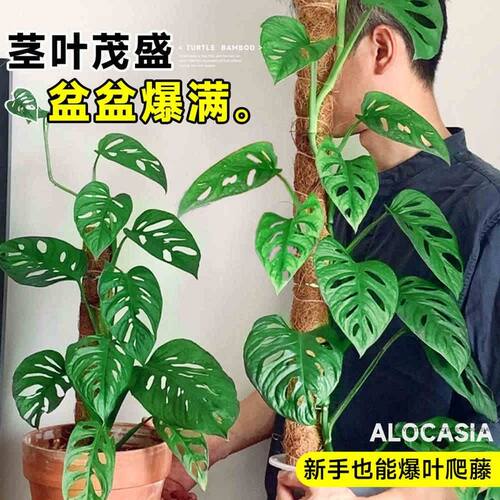 仙洞龟背竹爬藤植物绿植盆栽室内好养适合懒人养的花吊兰垂吊四季