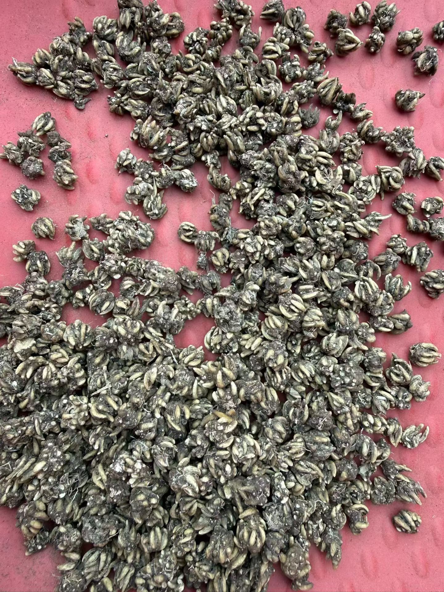 猫爪草特级保真猫爪草足干野生猫爪草正宗正品水洗无硫新鲜猫抓草
