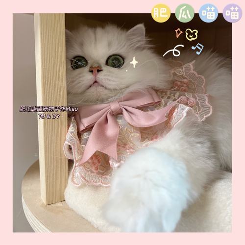 肥瓜喵喵满杯玫瑰宠物猫蝴蝶结