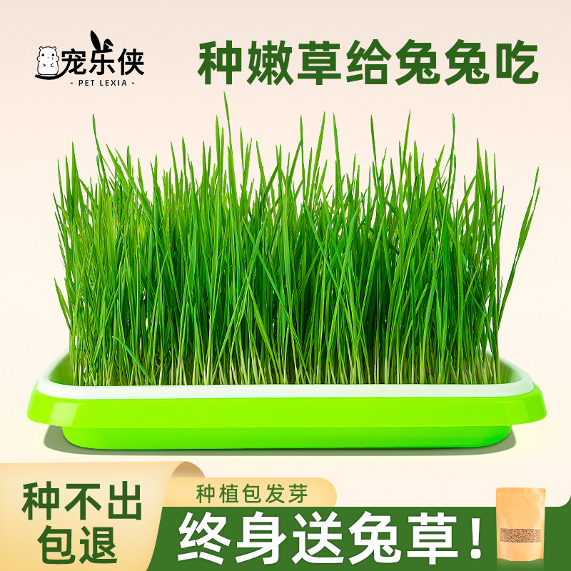 兔子小麦草水培荷兰猪龙猫吃的草新鲜饲料粮食无土种子种植盆零食