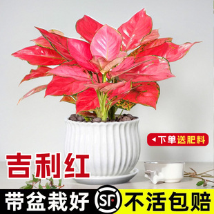 吉利红盆栽红如意绿植如意皇后室内耐荫桌面水培植物红年宵花好养