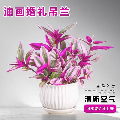 油画婚礼吊兰桌面多肉绿植盆栽