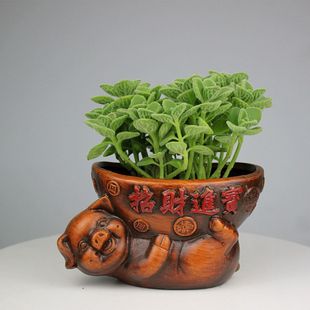 招财猪盆栽碰碰香盆栽室内桌面绿植花卉办公室桌面盆栽植物