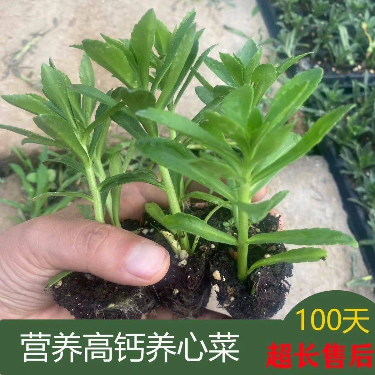 养心菜苗野菜可食用阳台根苗盆栽特色新鲜保健蔬菜
