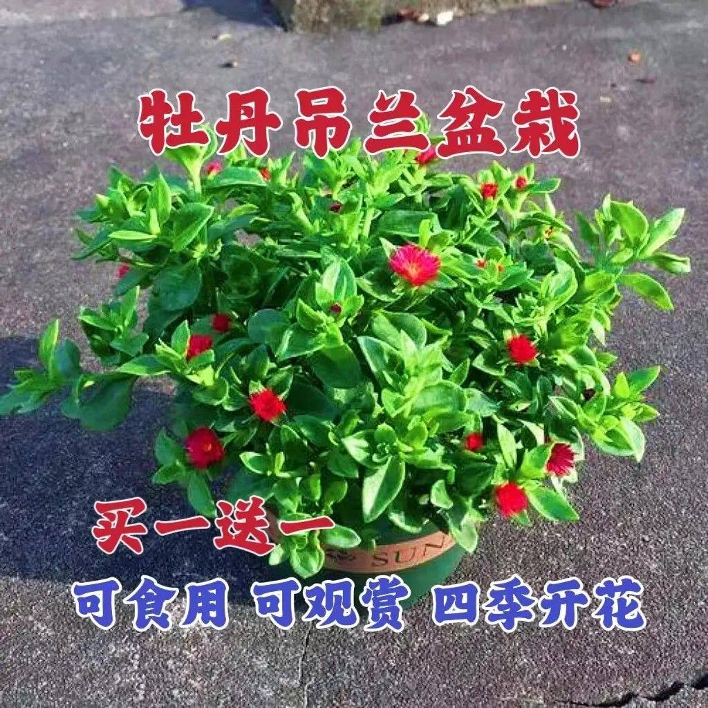 牡丹吊兰带花苞盆栽花苗垂吊植物室内阳台四季开花常青绿植