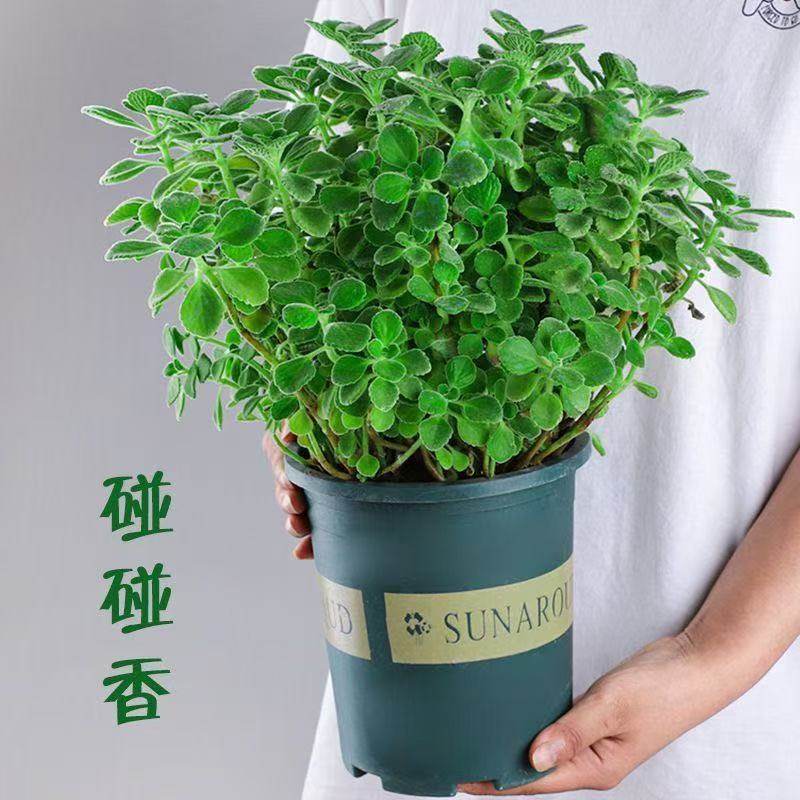 碰碰香盆栽可食用绿植驱蚊提神香喷喷多肉植物花卉净化空气一抹香