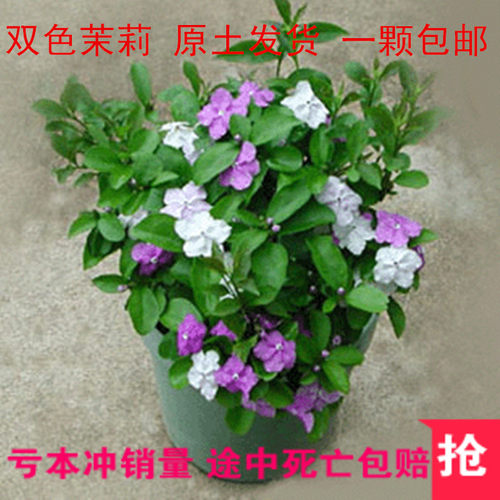 绿植重瓣盆栽双色茉莉花