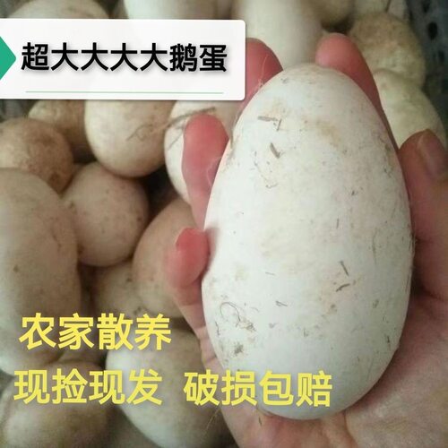 12枚特大生鹅蛋220-260克双黄蛋正宗土鹅蛋农家散养新鲜孕妇精品
