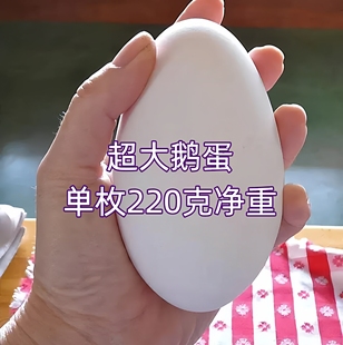 12枚特大生鹅蛋220 260克双黄蛋正宗土鹅蛋农家散养新鲜孕妇精品