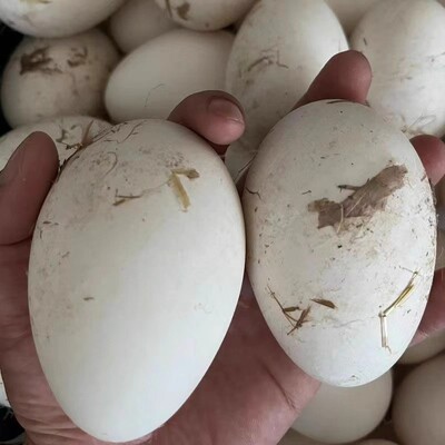 12枚特大生鹅蛋120-140克双黄蛋正宗土鹅蛋农家散养新鲜孕妇精品