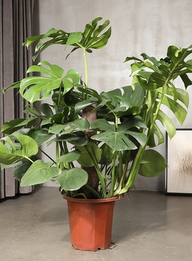 速发R ord gurtle B LTe Idgor Ped B Livio Roo