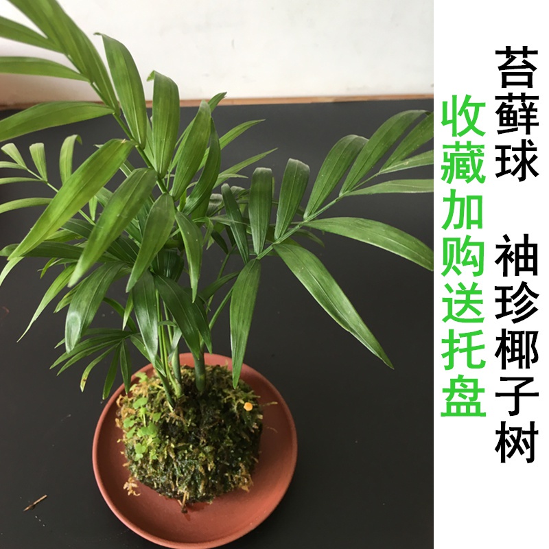 MDossy ball indoor lazy view leaf plant litez green plant n