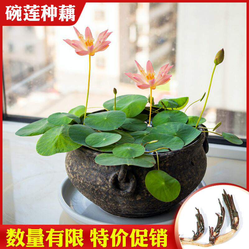 碗莲种藕苗四季易种室内花盆栽荷花睡莲根快水培花卉植物阳台迷 丹深百货店的小店 淘优券