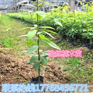 正宗海南黄花梨沉香小叶紫檀金丝楠木菩提名贵树苗种子带原土包邮