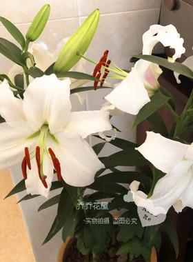 乔乔花屋荷兰进口香水百合花种球O系列 西伯利亚 白色 20/22 现货