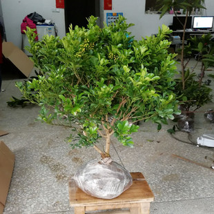 米兰花盆栽苗阳台观花喜阳植物室内绿植四季开花不断香味带花发货