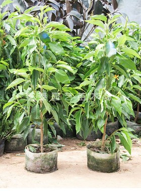 白兰花盆栽 嫁接黄角兰黄桷兰白玉兰黄玉兰花苗树苗庭院苗 包邮