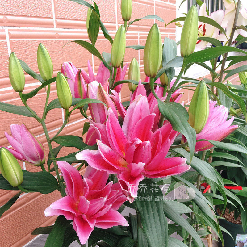 荷兰进口 香水百合花种球 重瓣 艾琳娜 18/20 现货