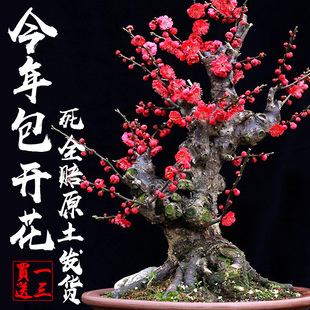 梅花盆栽老桩浓香型骨里红梅花庭院原生梅室内花卉盆景腊梅花树苗