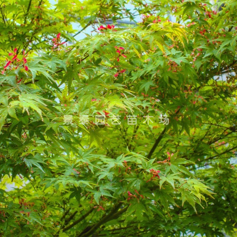 青枫树苗青枫小苗鸡爪槭树苗青枫苗红枫嫁接砧木绿化苗木庭院植物