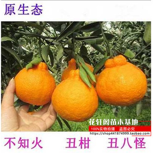 四川丑橘树苗不知火丑桔苗丑橘苗丑八怪苗不知火果树苗丑桔丑橘树