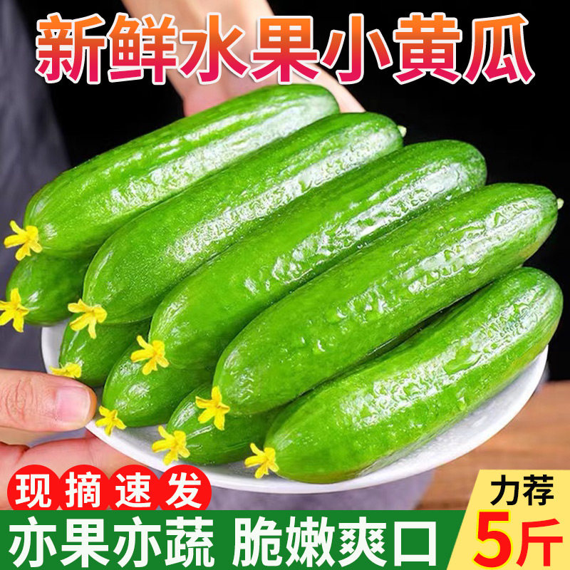 水果黄瓜生吃脆新鲜5斤青瓜荷兰当季无刺农家自种小黄瓜现摘包邮