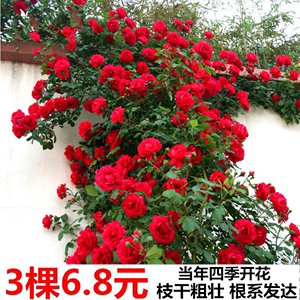 5月花鲜花价格 5月花鲜花图片 星期三