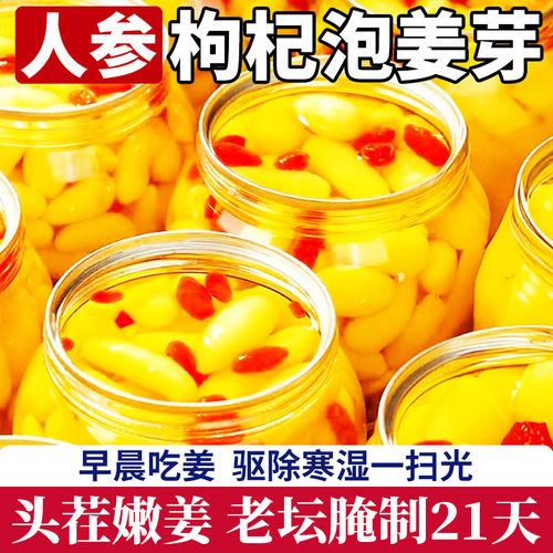 淄博人参枸杞姜芽泡姜仔瓶装508g