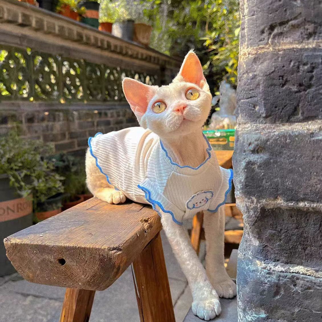 德文猫衣服夏天透气薄款防掉毛秋无毛猫玉桂狗小弹力背心猫咪