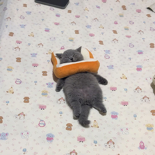 猫咪狗狗吐司伊丽莎白圈可调节防舔绝育项圈防抓咬宠物头套项圈