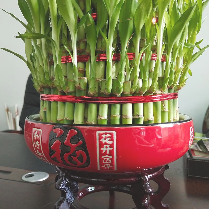 放在客厅里的花植物盆栽室内花水养水养冬天植被花卉富贵竹办公 被方网店 淘优券
