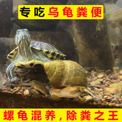 吃鱼屎粪便的螺淡水除藻冷水田螺黑金刚马来斑马鲍鱼河蚌清洁鱼缸