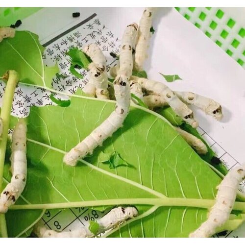 天然彩色金色蚕宝宝大白蚕1龄2龄3龄4龄5龄大蚕工具学生蚕卵套餐