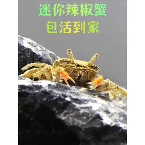 宠物蟹辣椒蟹迷你蟹观赏蟹活体吃虫除藻萌宠鱼缸爬行底栖淡水蟹